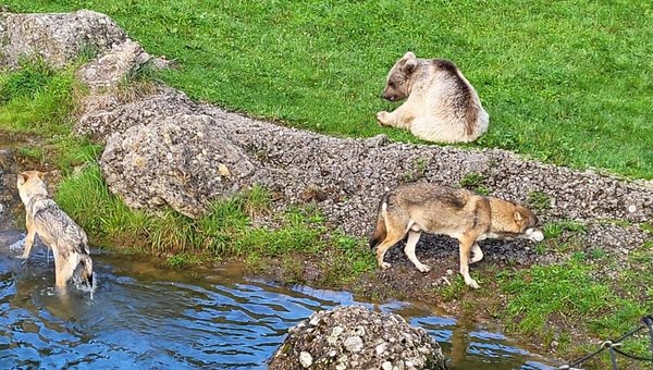 Bär und Wolf Tierpark Goldau